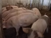 Boar, Pigs — photo 8