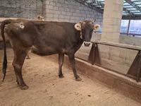 Cow, Cattle — photo 2