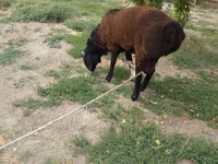 公羊, Baerchuke sheep — 照片 5