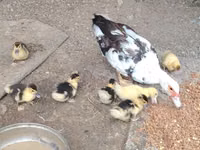 Ducks — 照片 1