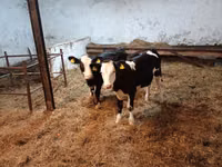 Ng'ombe jike, Russian Black pied cattle — picha 5