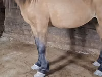 公马, Mugalzhar horse — 照片 3