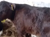 मवेशी (लॉट, लिंग निर्दिष्ट नहीं), Russian Black pied cattle — फ़ोटो 3