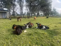 Cattle (batch, sex not specified), Cattle — photo 5