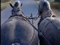 母马, Horses — 照片 2