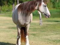 فرس, Skyros Pony — الصورة 4