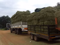 TOP QUALITY LUCERNE SQUARE BALES — फ़ोटो 4