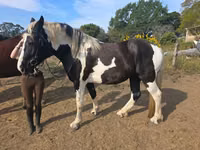 Farasi jike, Pinto horses — picha 1
