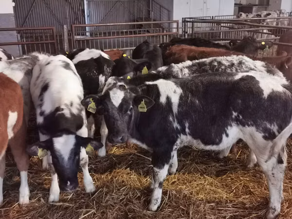 Bull, Russian Black pied cattle
