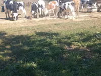 Toro, Russian Black pied cattle — foto 1