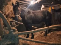 Caballo, Nonius horse — foto 4