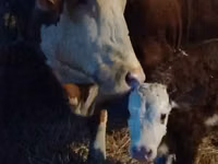 Bulle, Simmental cattle — Foto 2