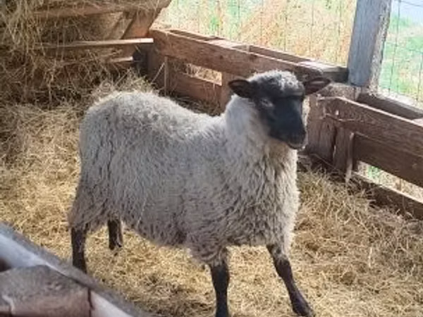 كبش, الأغنام