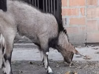 Billy Goat, Nubian Goat — photo 1