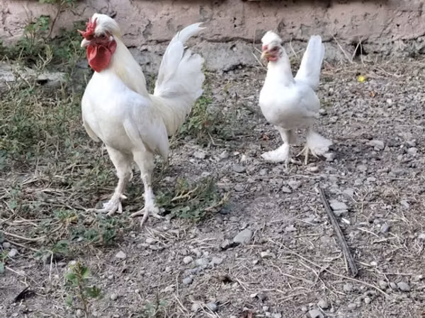 Chickens