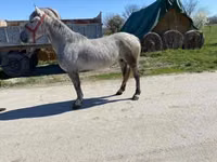 母马, Horses — 照片 2