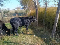 Bull, Aberdeen-Angus — photo 2