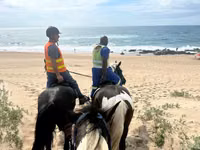 Farasi jike, Pinto horses — picha 3