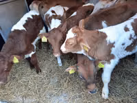 ثور, Simmental cattle — الصورة 2