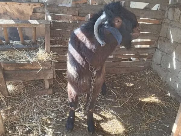 公羊, Sheep