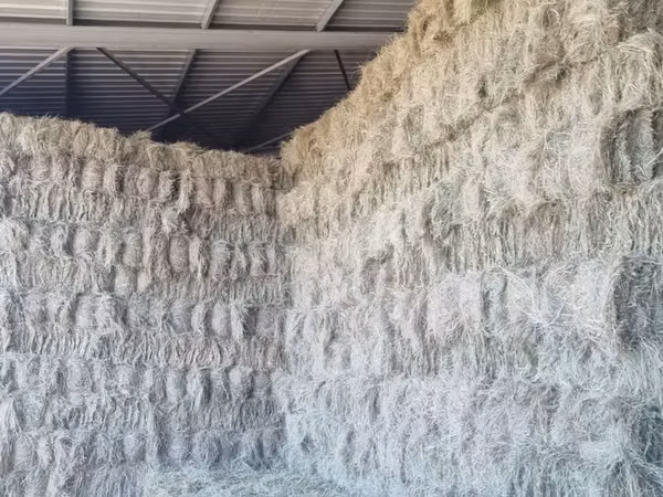 Eragrostis bales - Small (For Sale)