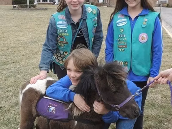 Faras, Miniature horse