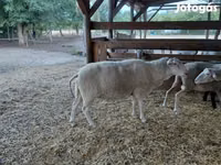 Sheep, Lacaune sheep — photo 7