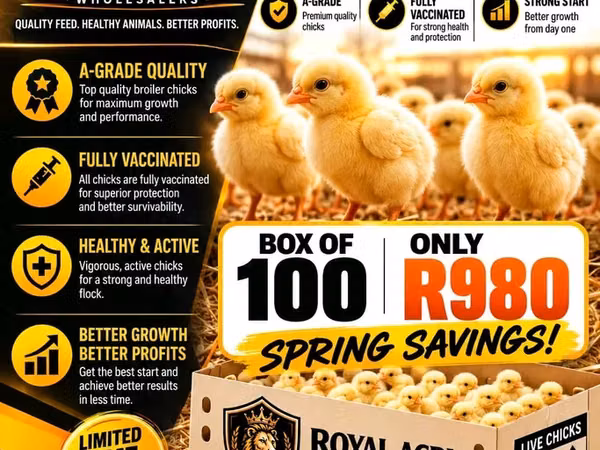 Shamo chickens — South Africa