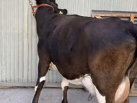 Cow, Holstein breed — photo 2
