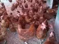 Chickens — picha 4