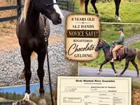 घोड़ा, Rocky Mountain Horse — फ़ोटो 1