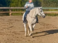 घोड़ा, Quarter Horse — फ़ोटो 3