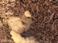 Silkie — picha 2