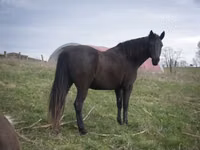母马, Black Sea breed — 照片 5