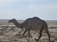 ऊँट (लॉट, लिंग निर्दिष्ट नहीं), Anafi camel — फ़ोटो 3