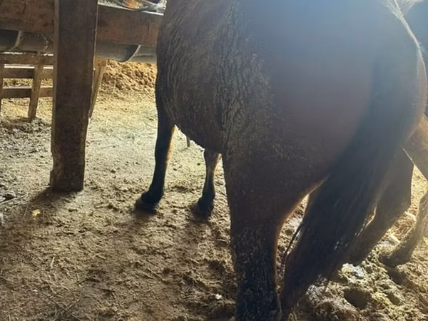Faras dhaddig, Horses