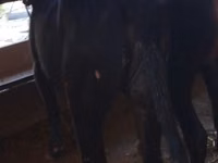 牛只（批次，未指定性别）, Cattle — 照片 1