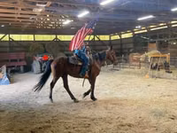 公马, Standardbred — 照片 1