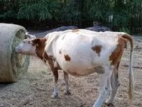بقرة, Simmental cattle — الصورة 5