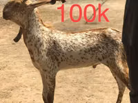 Goats (batch, sex not specified), Najdi goat — photo 2