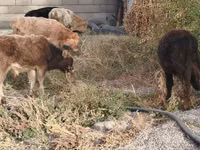 公牛, Cattle — 照片 4