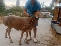 نعجة, Arashan sheep — الصورة 5