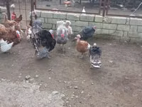 Turkeys — photo 4