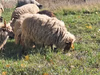 كبش, Racka sheep — الصورة 2