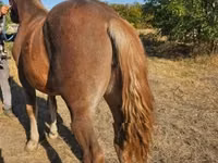 Yegua, Caballos — foto 1