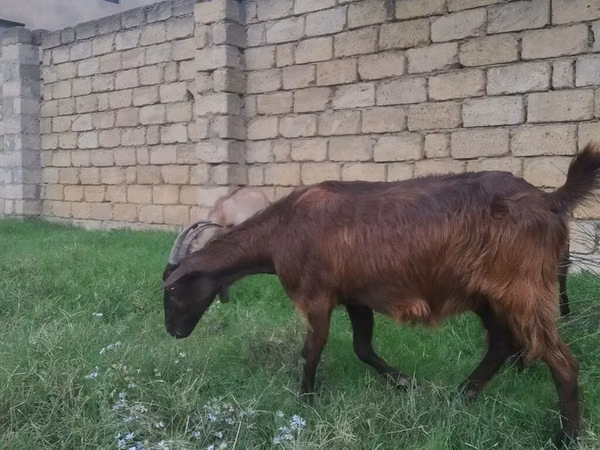Cabra, Alpine goat