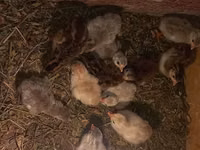 Chickens — photo 5