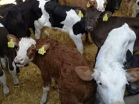 Toro, Vaca Limousin — foto 6