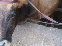 Cow, Alatau breed — photo 1