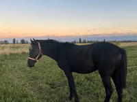 公马, Horses — 照片 2